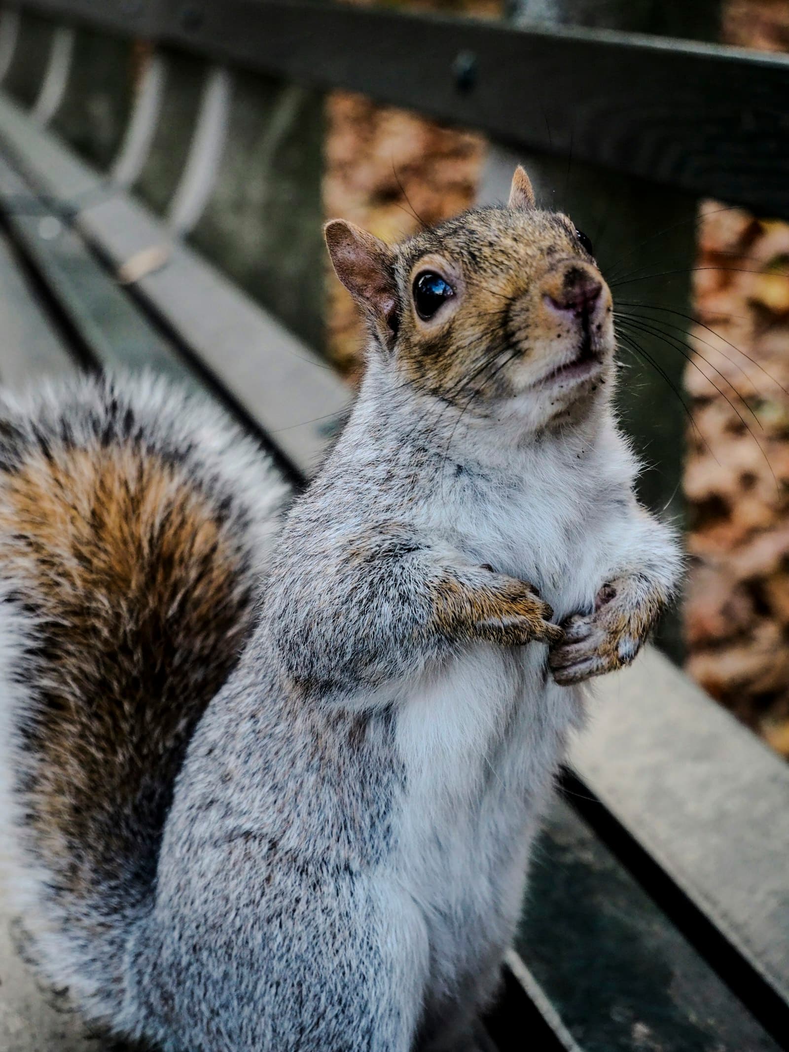 Eichhörnchen im Central Park